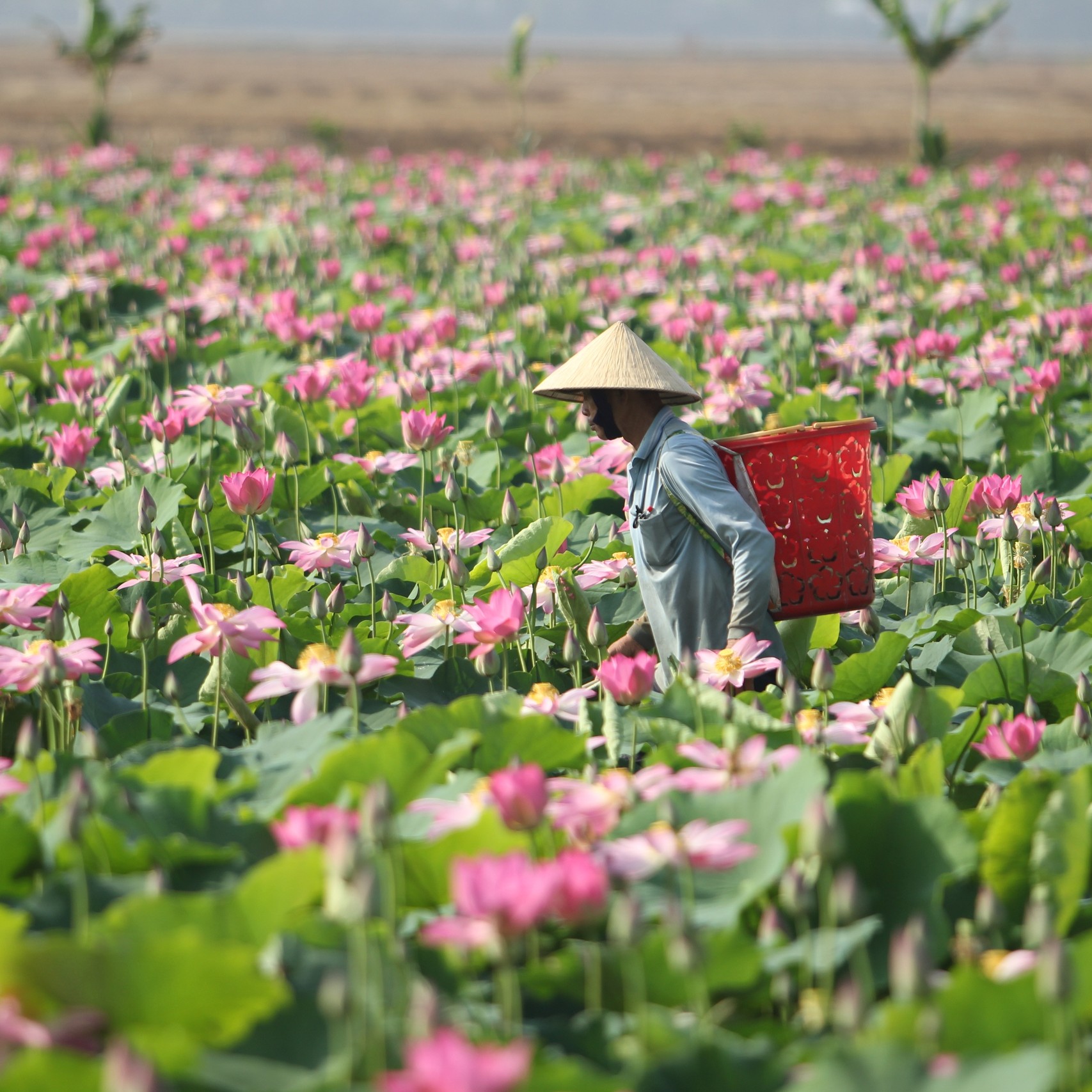 Đồng Tháp